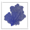 37 x 37" Classic Sea Fan - WJC Design