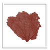 37 x 37" Classic Sea Fan - WJC Design