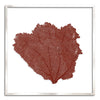37 x 37" Classic Sea Fan - WJC Design