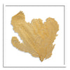 37 x 37" Classic Sea Fan - WJC Design