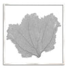 37 x 37" Classic Sea Fan - WJC Design