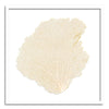 37 x 37" Classic Sea Fan - WJC Design