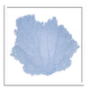 37 x 37" Classic Sea Fan - WJC Design