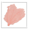 37 x 37" Classic Sea Fan - WJC Design