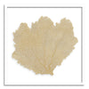 37 x 37" Classic Sea Fan - WJC Design