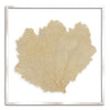 37 x 37" Classic Sea Fan - WJC Design