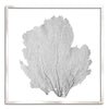 37 x 37" Classic Sea Fan - WJC Design
