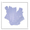 37 x 37" Classic Sea Fan - WJC Design