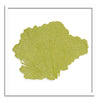 37 x 37" Classic Sea Fan - WJC Design