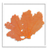 37 x 37" Classic Sea Fan - WJC Design