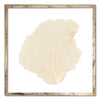 20 x 20" Classic Sea Fan - WJC Design