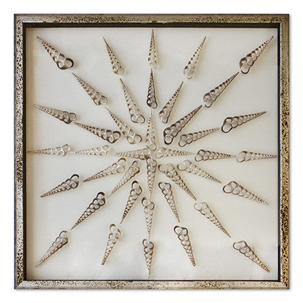 Sliced Turritella Shells - WJC Design