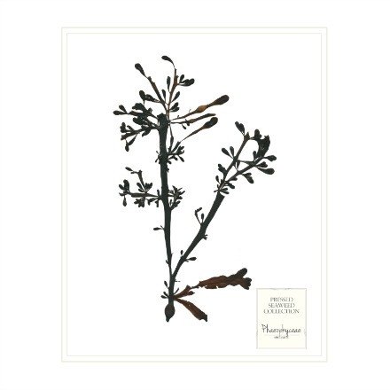 Brown Seaweed Prints - WJC Design