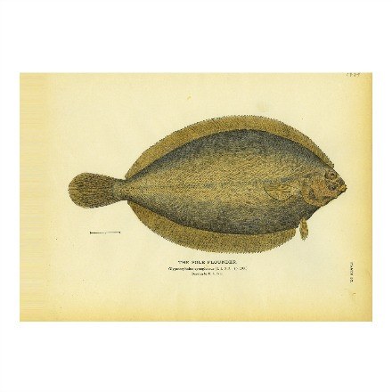 Fish Prints - WJC Design