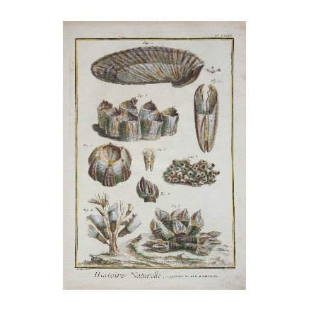 Sea Life Prints - WJC Design