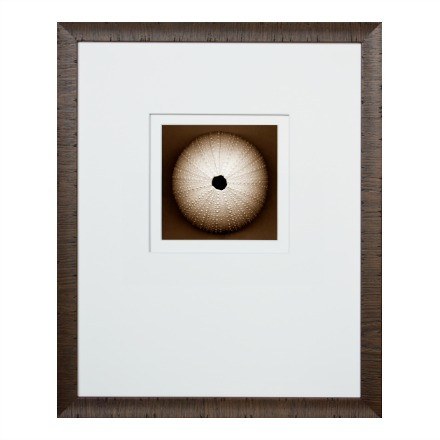 Sepia Sea Life Prints - WJC Design