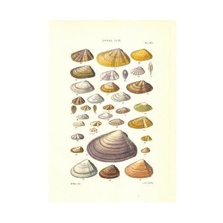 Shell Prints Series 1 - WJC Design