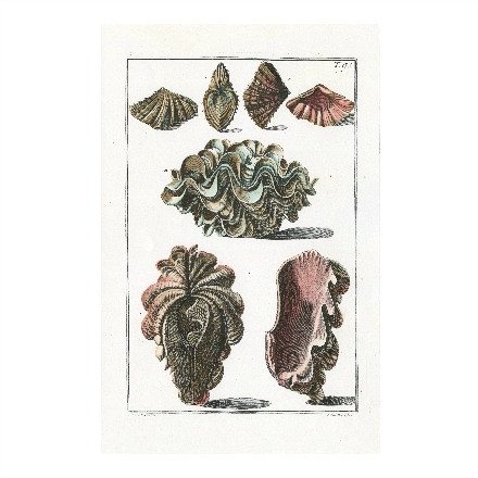 Shell Prints Series 2 - WJC Design