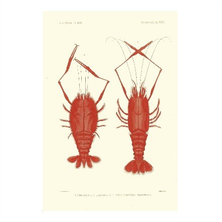 Shellfish Series 1 - WJC Design