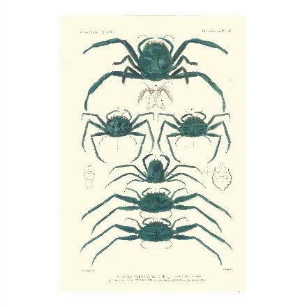 Shellfish Series 2 - WJC Design