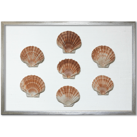 Flat Scallop Shells on White Silk - WJC Design