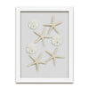 9 x 12 Starfish and Sand Dollars - WJC Design