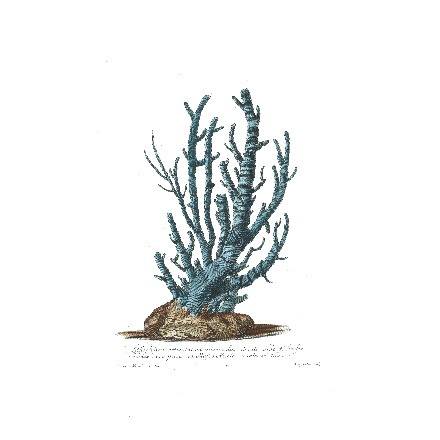 Blue Coral Prints - WJC Design