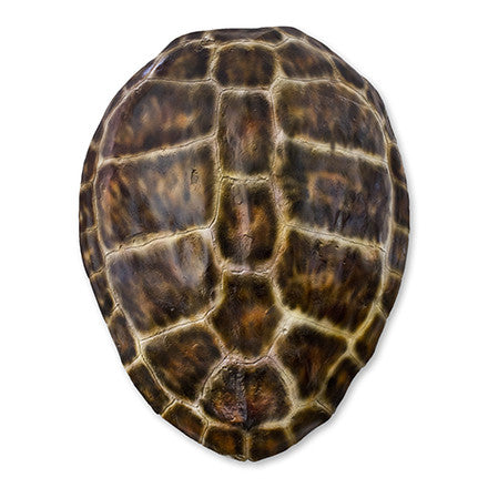 Brown Loggerhead Turtle Shell - WJC Design