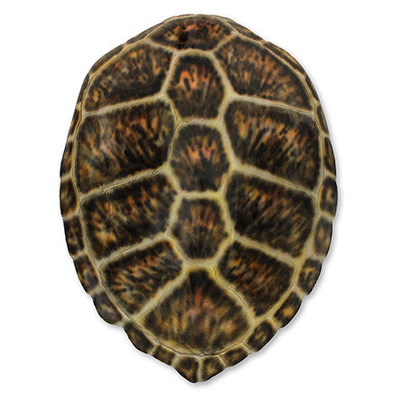 Brown Sea Turtle - WJC Design