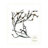Brown Seaweed Prints - WJC Design