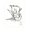 Brown Seaweed Prints - WJC Design