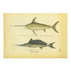 Fish Prints - WJC Design