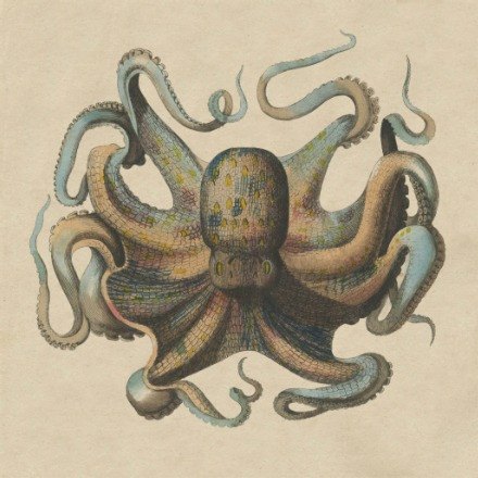 Octopus - WJC Design