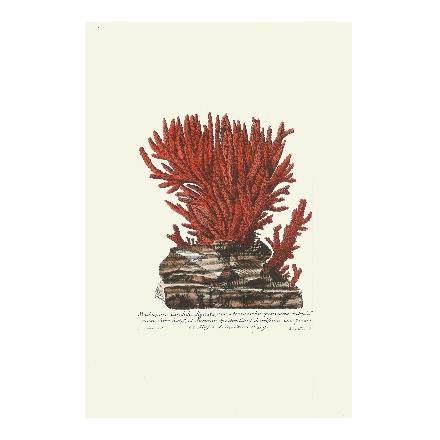 Red Coral Prints - WJC Design